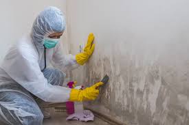 Mold Remediation for Vacation Homes in Rochester, PA